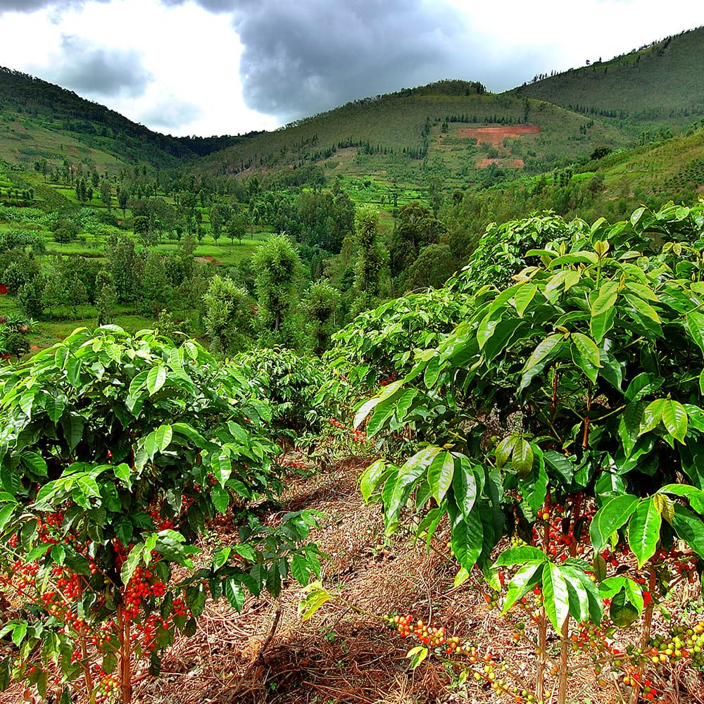 The Richness of Shade-Grown Coffee: A Sustainable Sip into Nature's Embrace