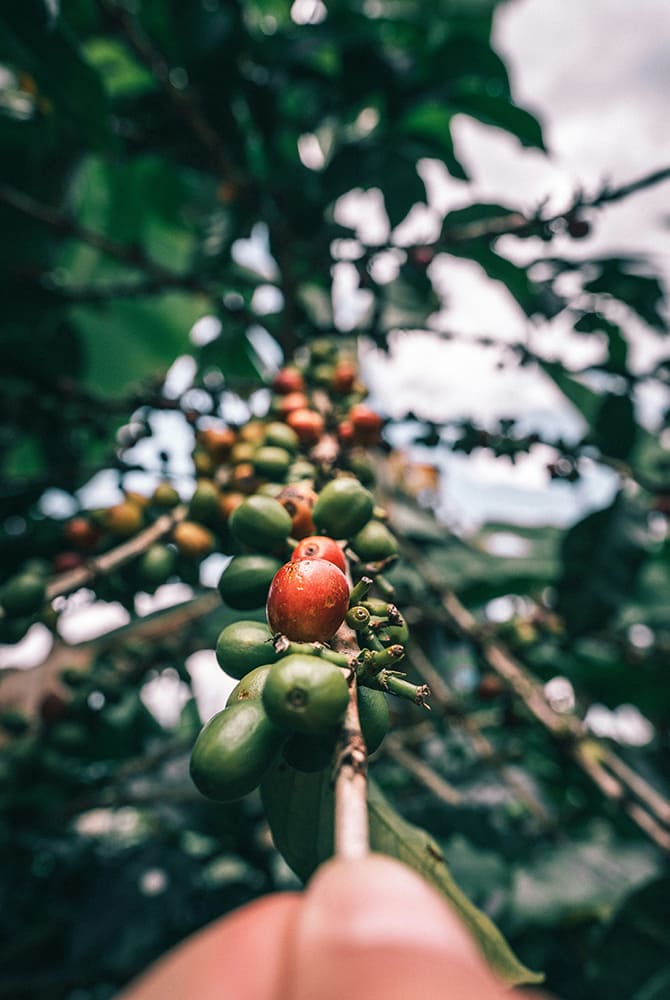 Exploring Coffee Cultures Around the World