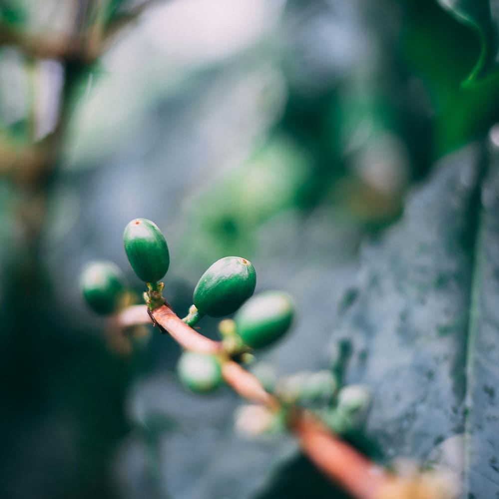 A Day in the Life of a Coffee Roaster: Crafting the Perfect Bean